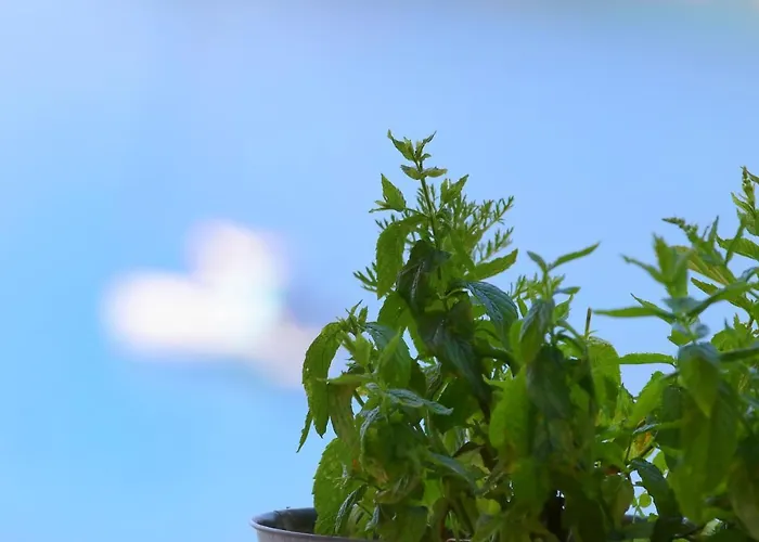 Hotel apartamentowy Poros